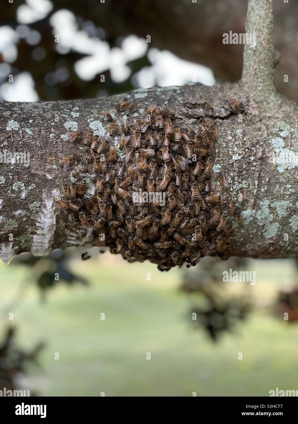 Le api da miele iniziano un nuovo nido - Immagine stock catturata con smartphone