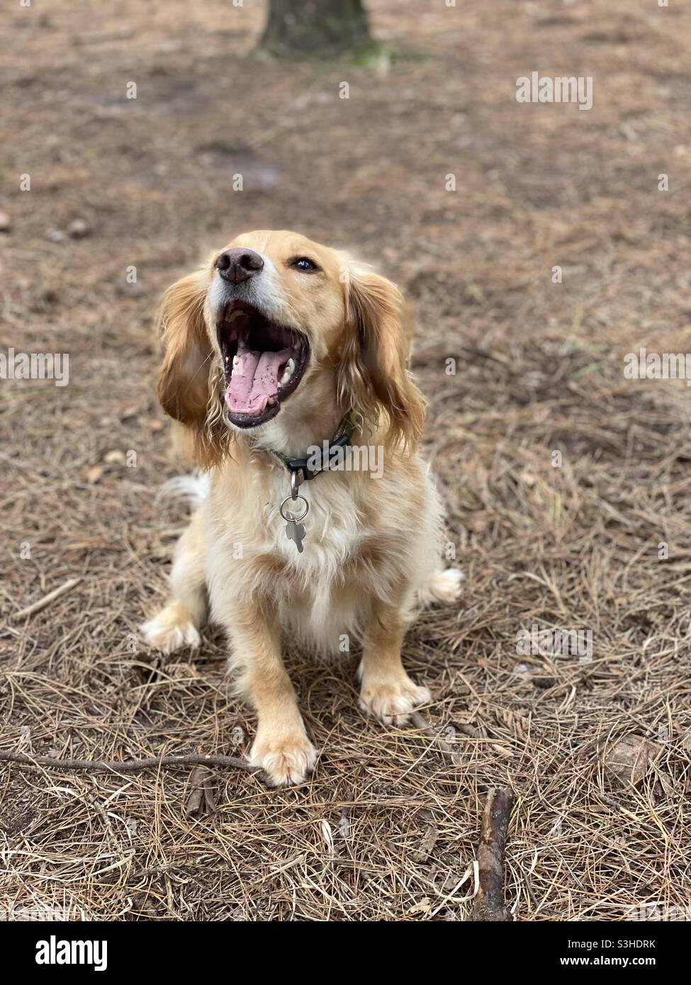 Lavorando cocker spaniel Foto Stock