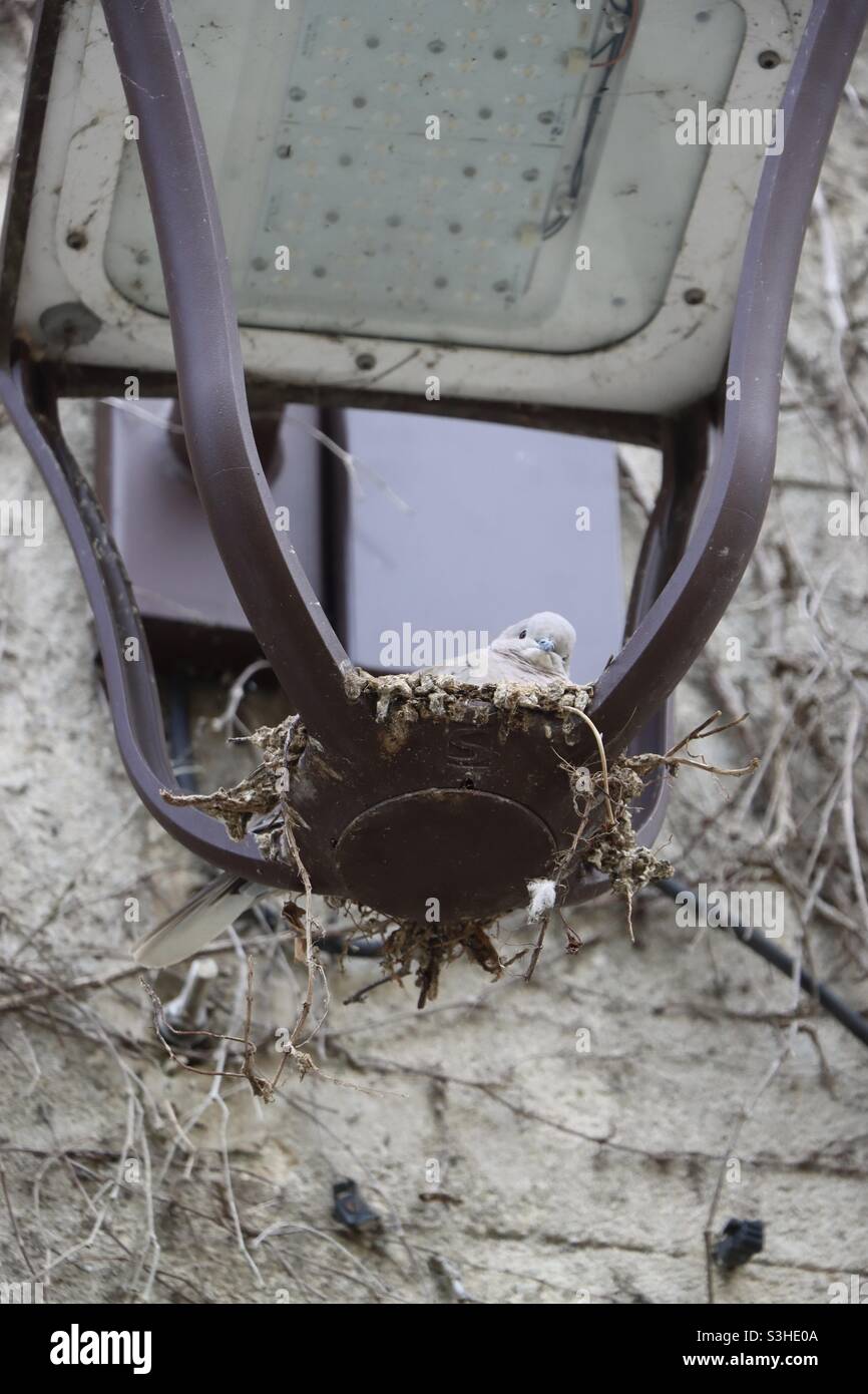 Tortora nel suo nido all'interno di una vecchia lanterna che guarda la fotocamera - Immagine stock catturata con smartphone