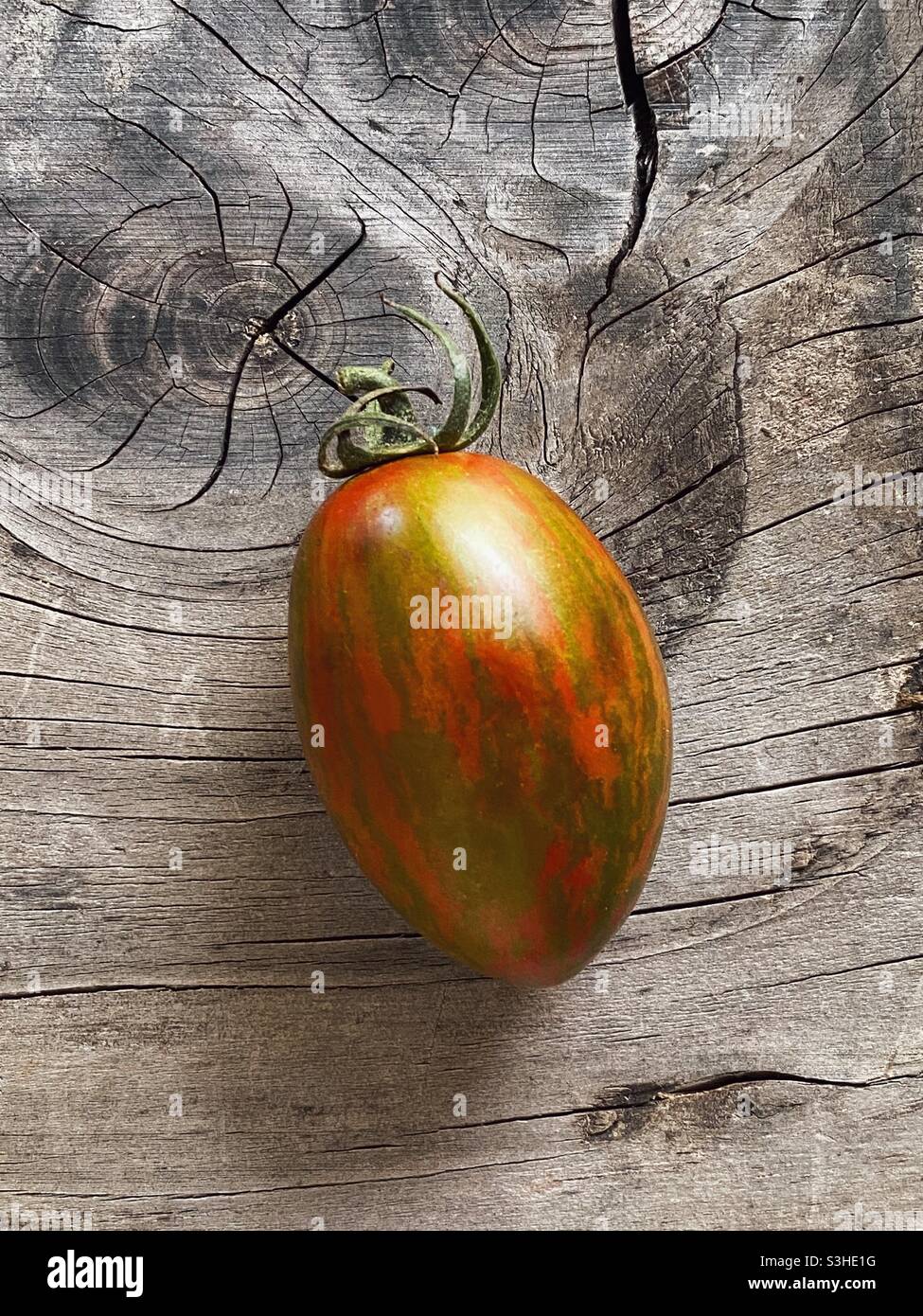 Closeup di Bronze cannello uva pomodoro Foto Stock