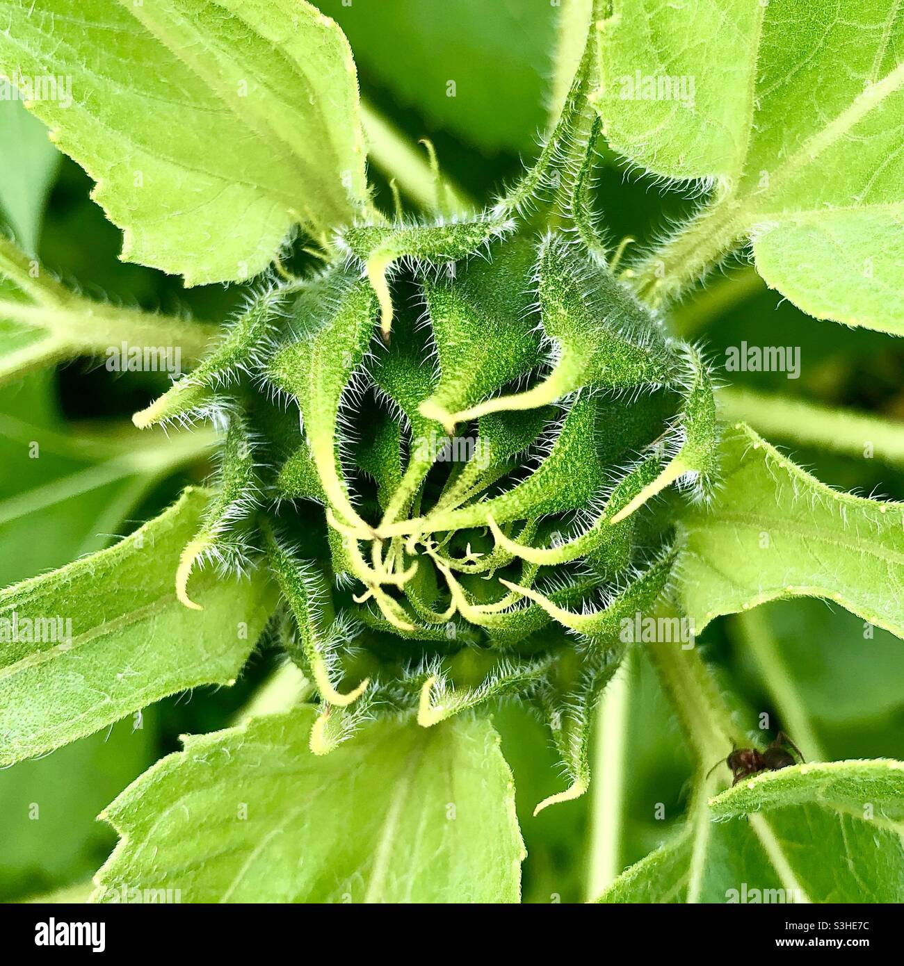 Primo piano della pianta di girasole non aperta. Foto Stock
