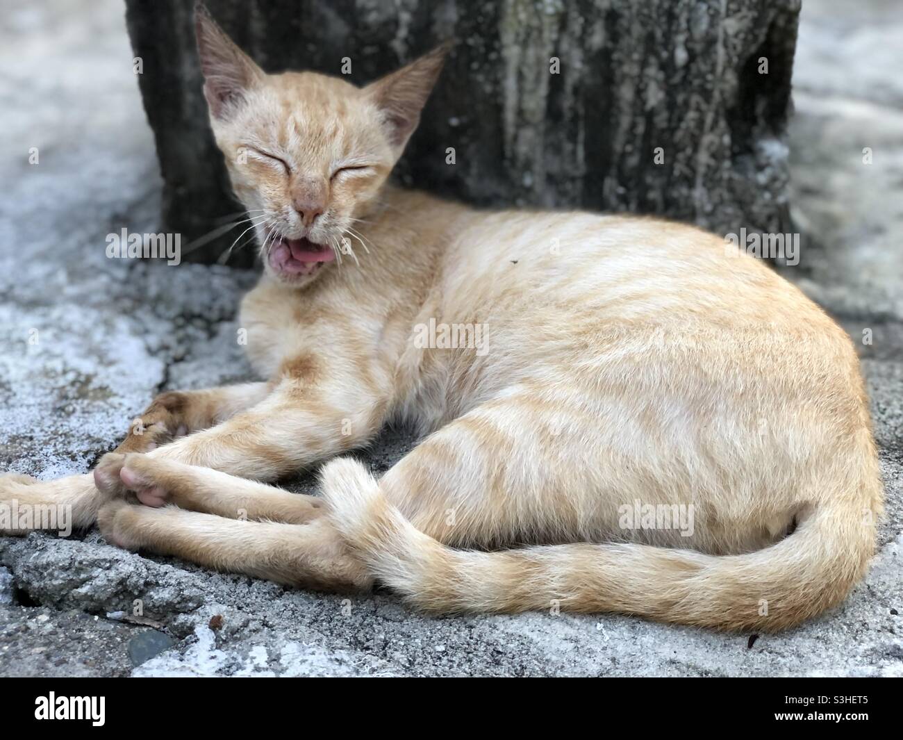 Gatto sorridente Foto Stock