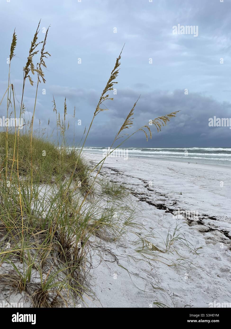 Avena di mare e vista di tempesta tropicale Fred avvicinarsi al Golfo del Messico Florida Panhandle Foto Stock