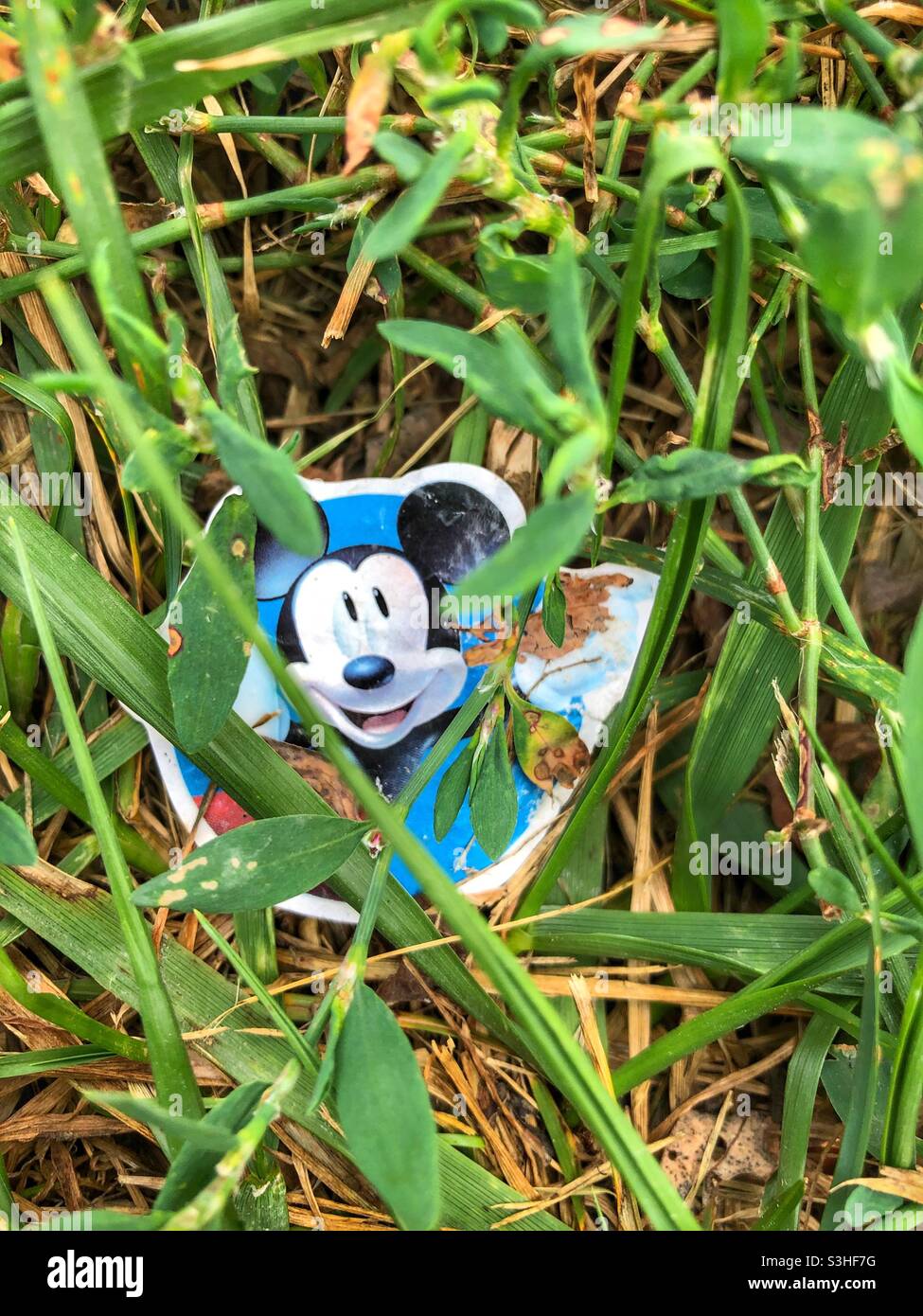 Un adesivo Topolino che spella attraverso le lame di erba. - Immagine stock catturata con smartphone
