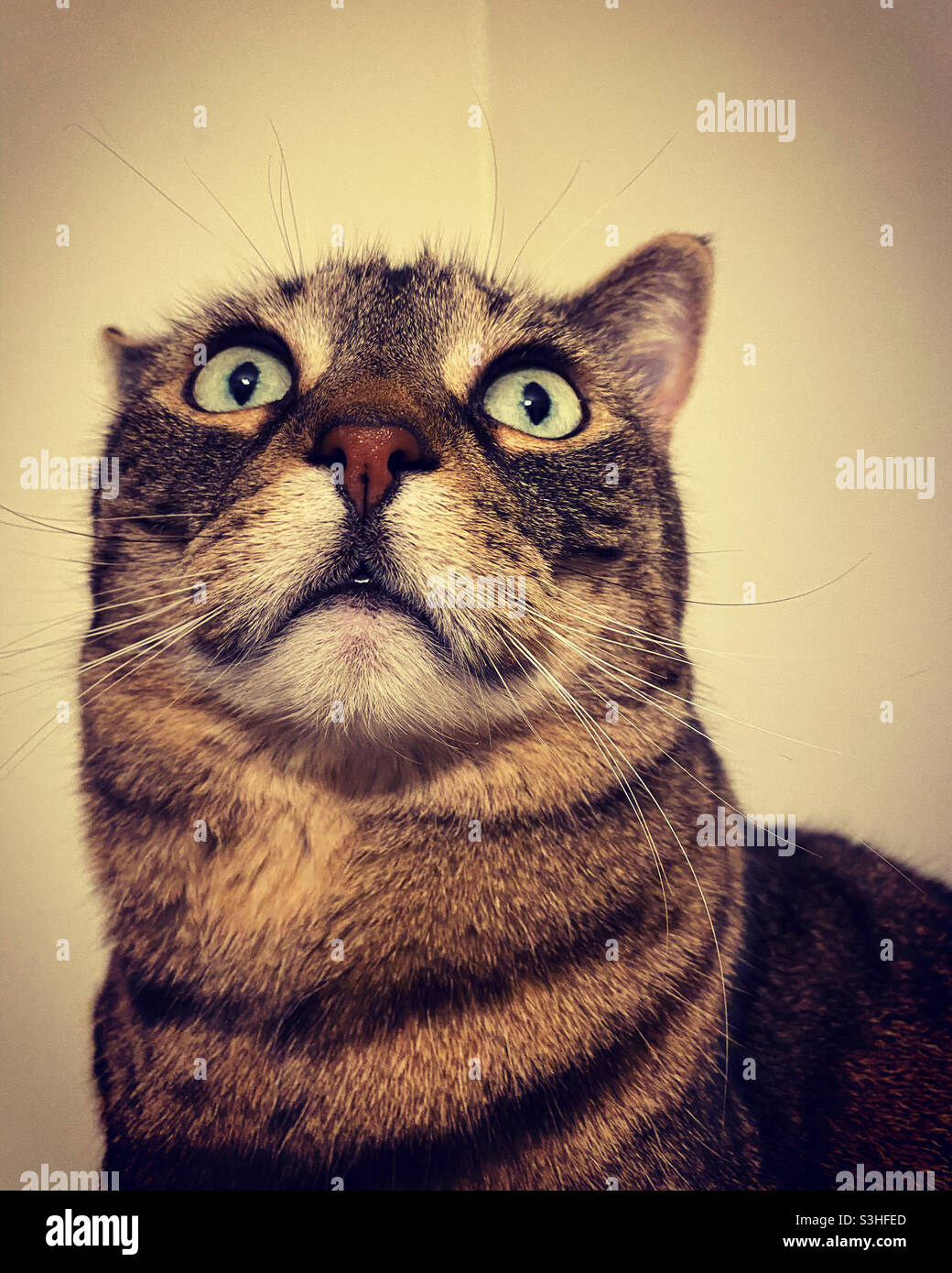 Gatto tabby distratto con un orecchio posteriore Foto Stock