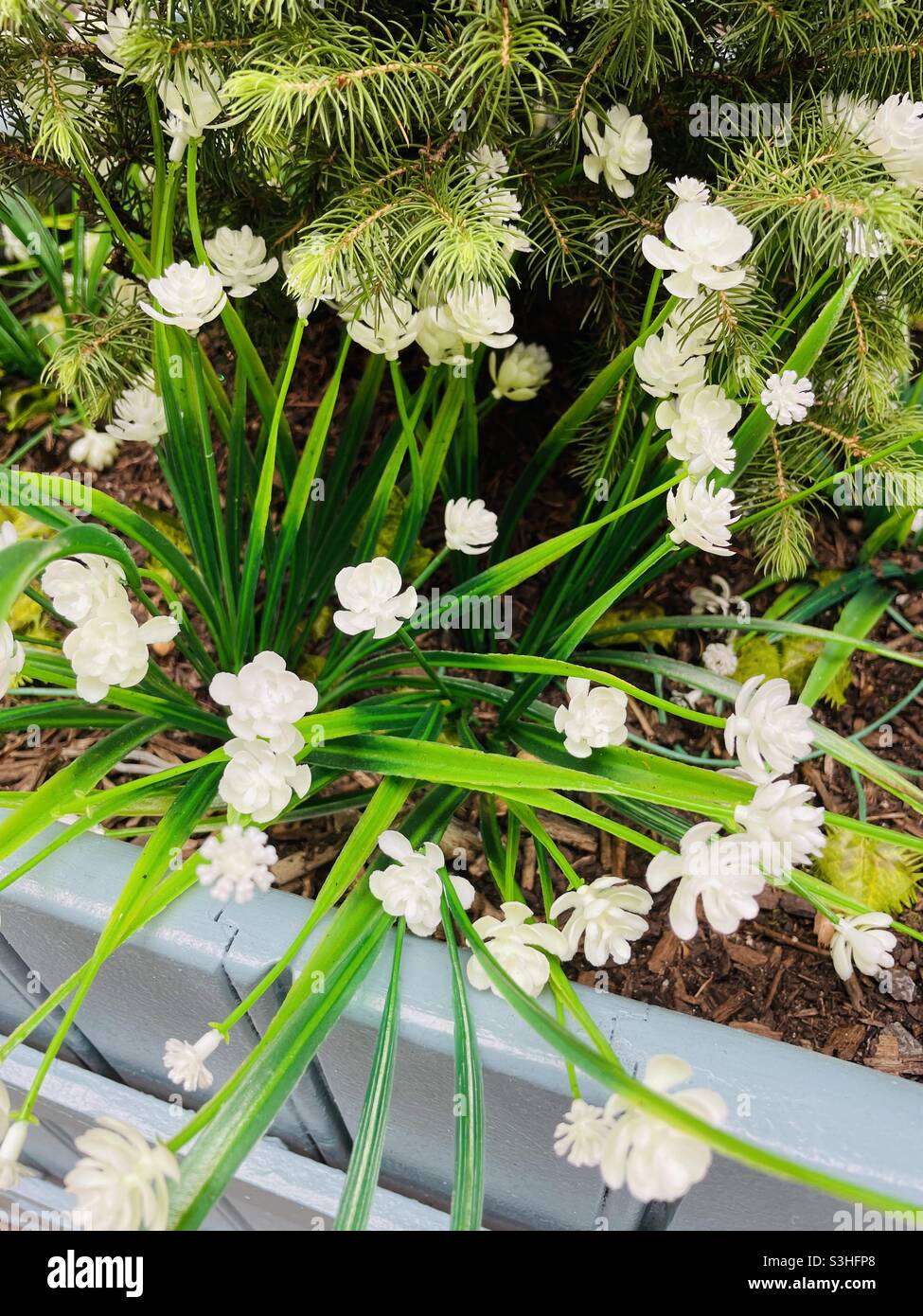 Piccoli fiori bianchi crescono in un letto di fiori marciapiede a Midtown Manhattan, NYC, USA, 2021 - Immagine stock catturata con smartphone