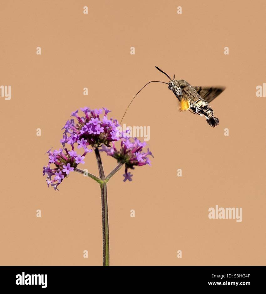 Hummingbird falco falce che si nutrono su un fiore rosa, Svizzera - Immagine stock catturata con smartphone