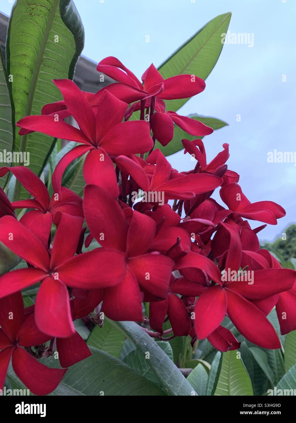 Il Frangipani fioriture dei fiori Foto Stock