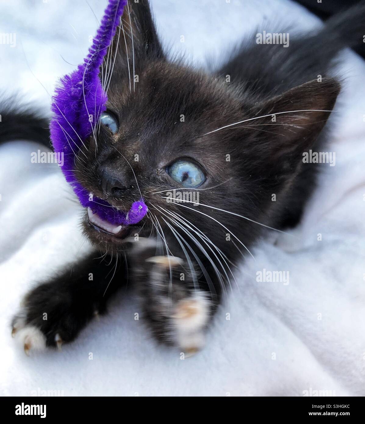 Carino gattino bianco e nero gioca con il giocattolo viola Foto Stock