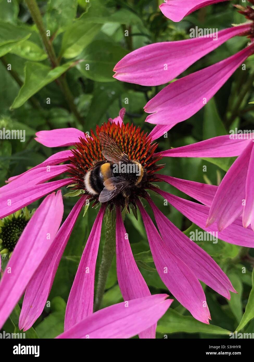 Bumblebee dalla coda bianca sul fiore dell'echinacea Foto Stock
