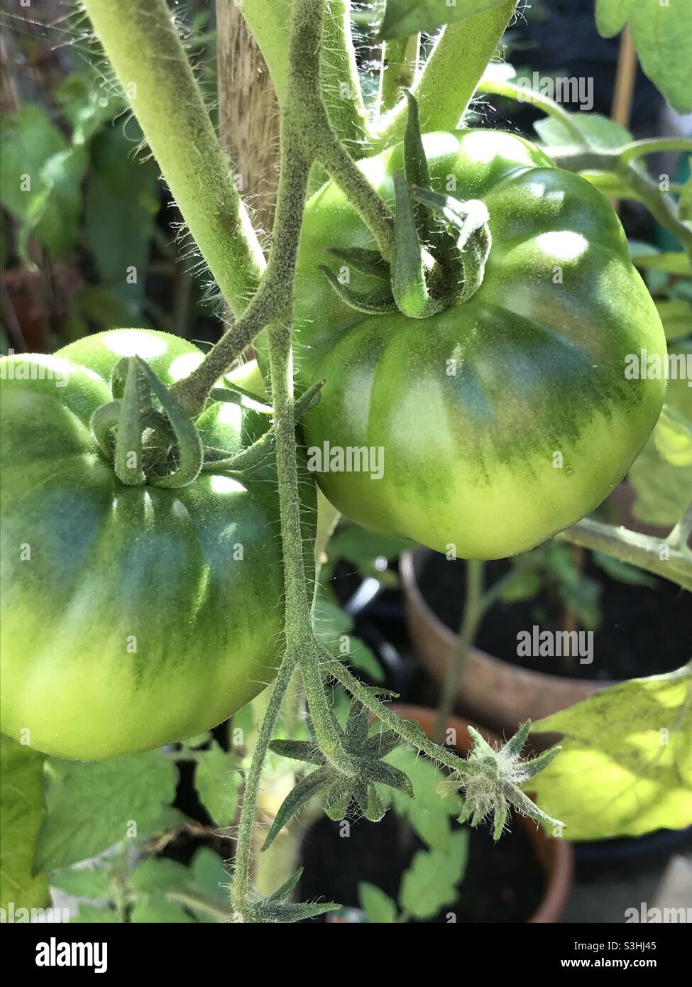 Pomodori pronti a maturare. Foto Stock