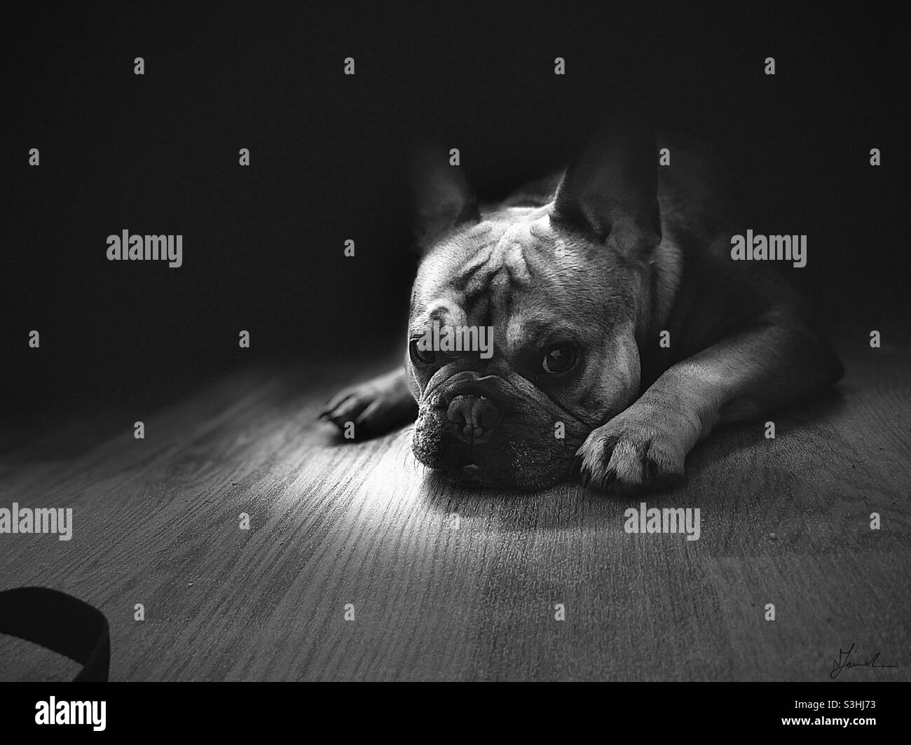 Bulldog francese (B&W) Foto Stock