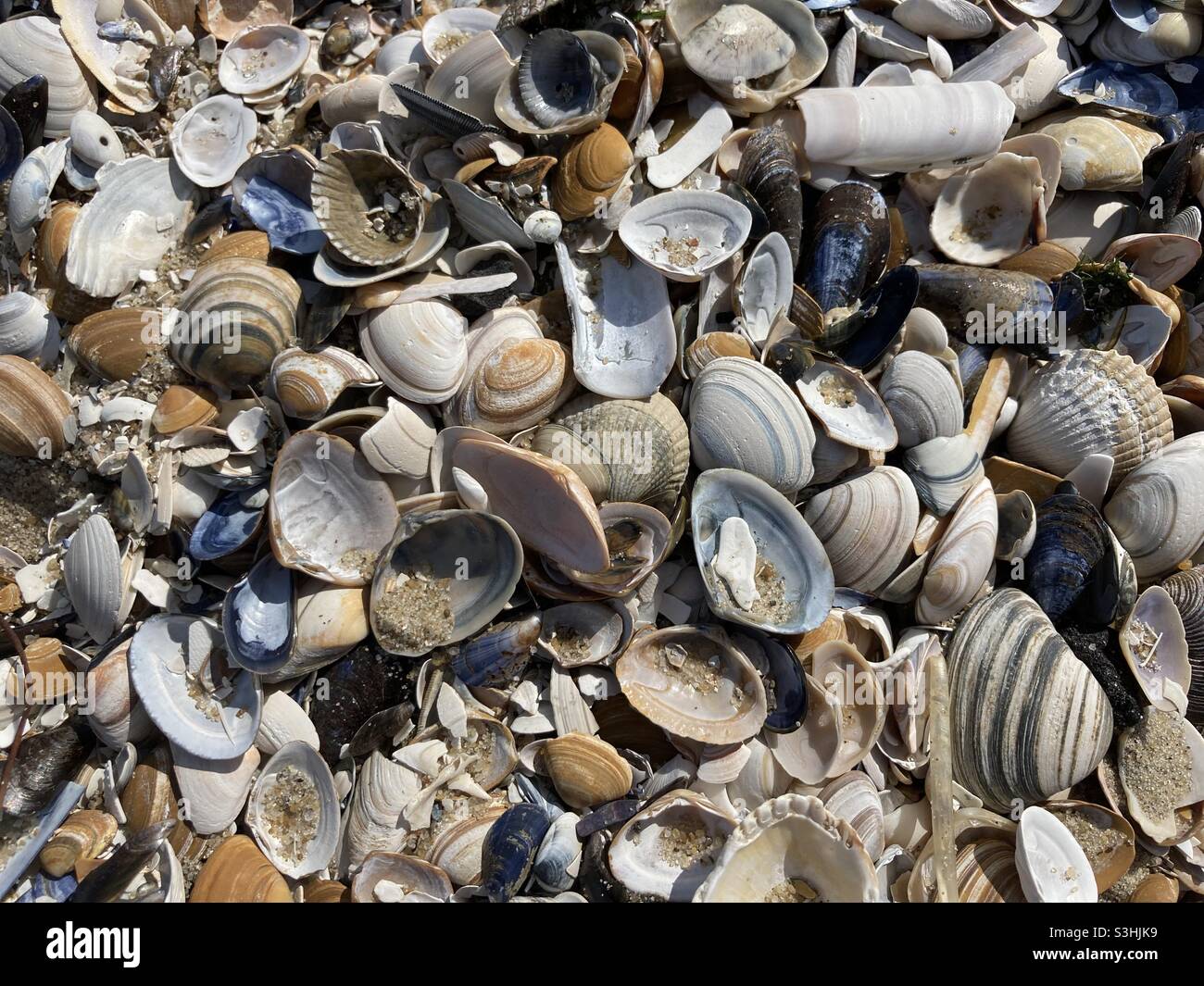 Ci sono diverse conchiglie bagnate sulla spiaggia Foto Stock