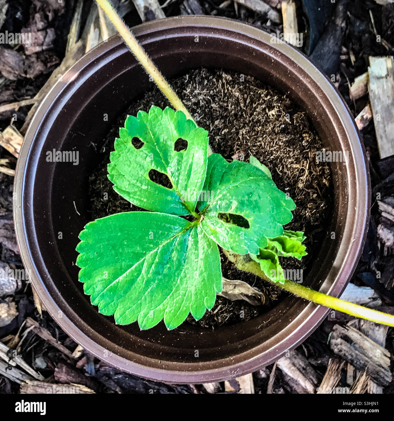 Parassiti del giardinaggio - Un volto su una foglia di una pianta di fragole, creato da un bruco - vedo volti Foto Stock