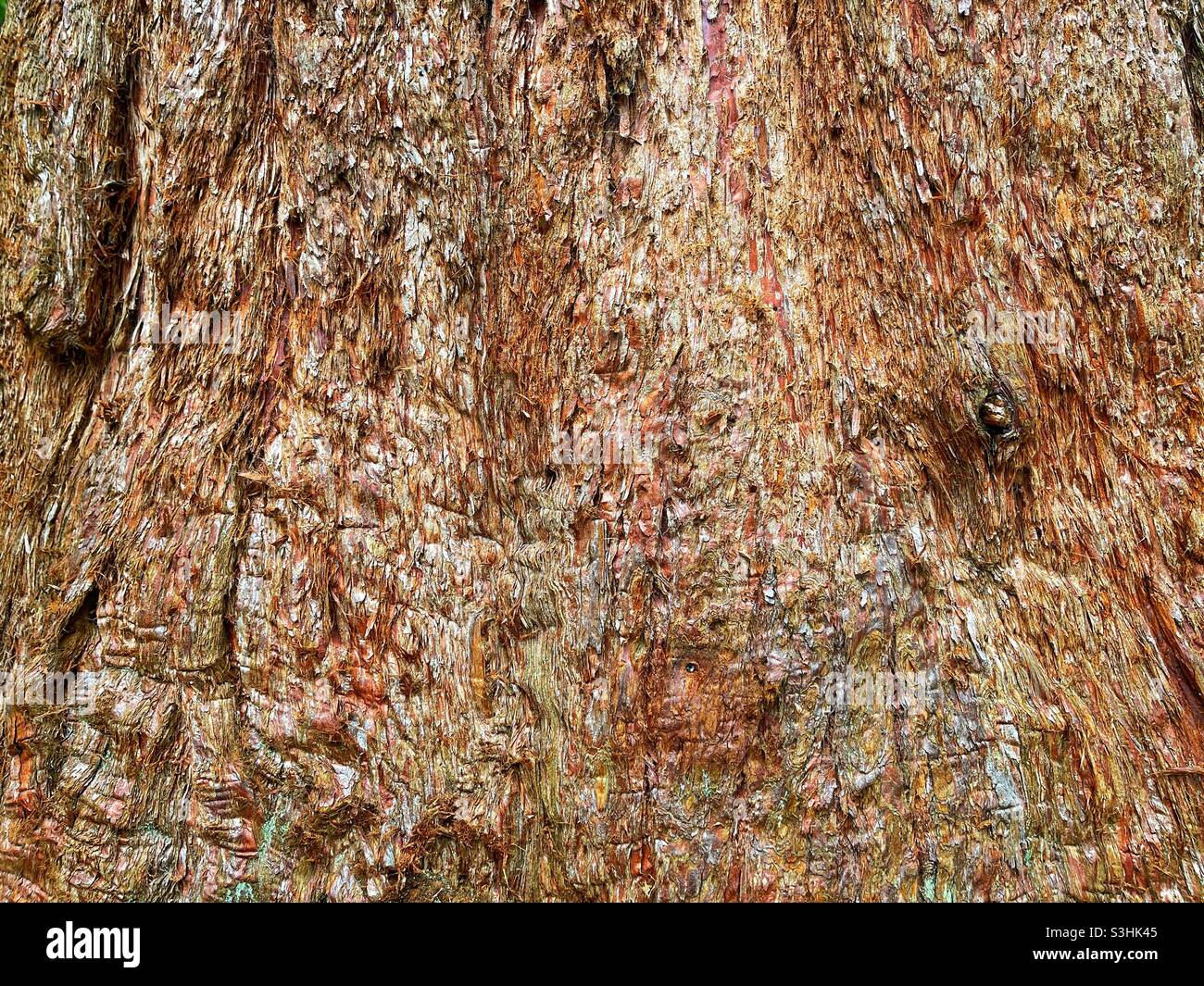 Primo piano vista della corteccia di un albero gigante di sequoia. Nessuna gente. Spazio di copia. Foto Stock
