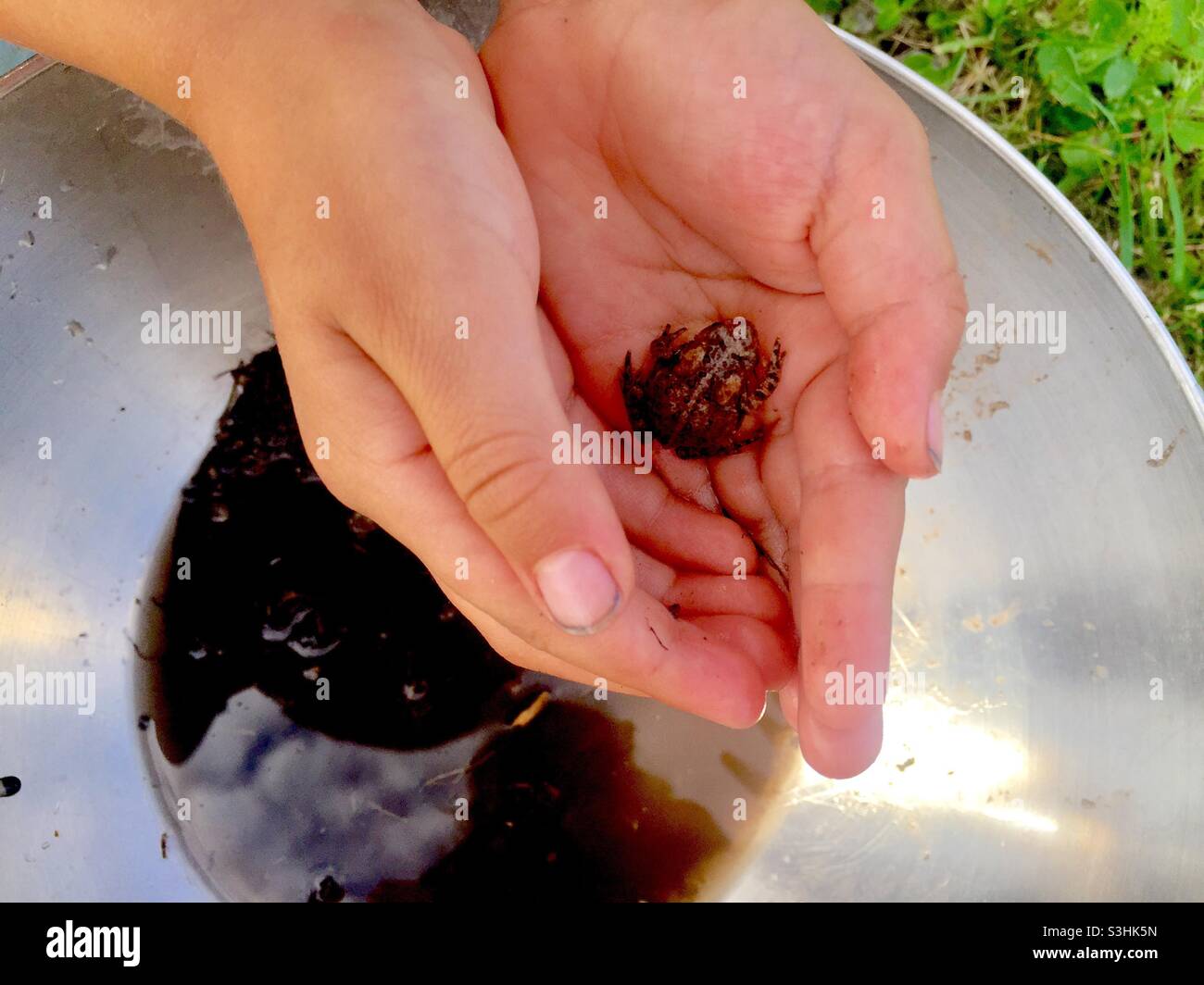 Un giovane, vivo in un paio di mani giovani. Catturato all'aperto nel suo habitat naturale, sarà rilasciato in pochi minuti. Migliore esperienza di apprendimento rispetto a qualsiasi immagine o video. Foto Stock