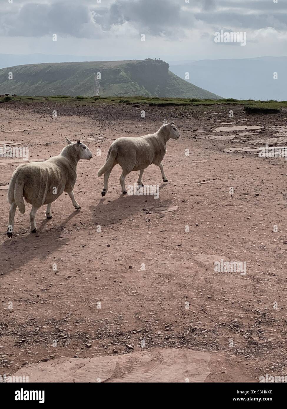 Due pecore che camminano sulla penna y fan con corn du sullo sfondo Foto Stock