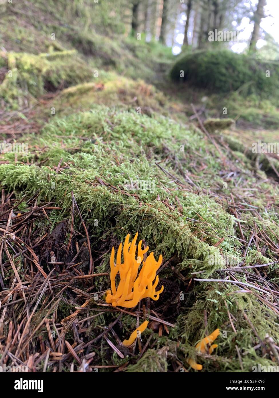 Fungo giallo della gelatina di staghorn trovato in bosco nel Galles del Sud Foto Stock