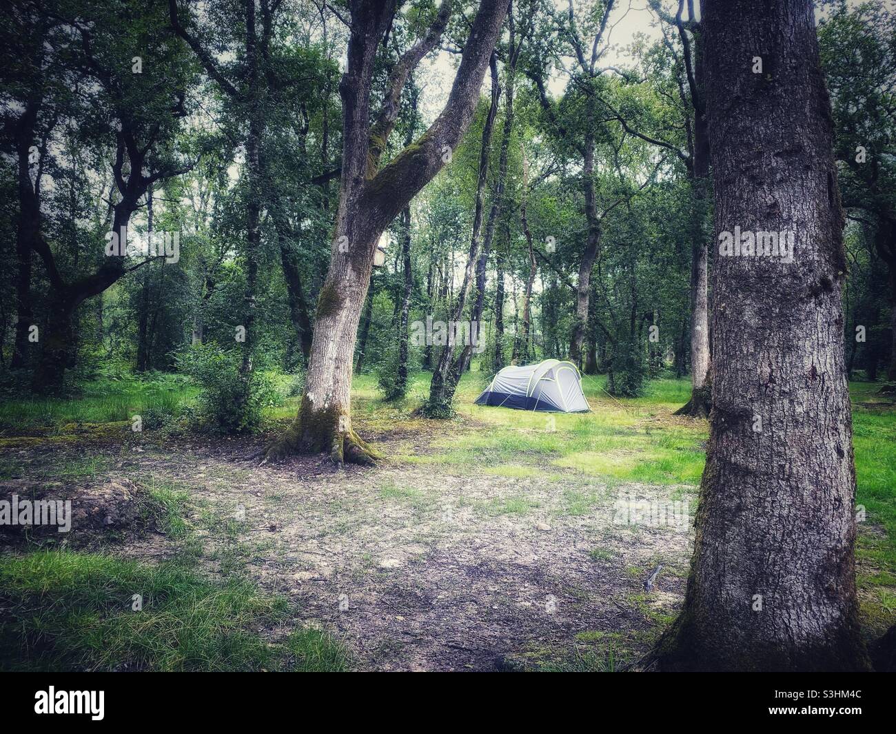 Una fotografia di una tenda piantata in boschi. Camping vacanza staycation concetto Foto Stock