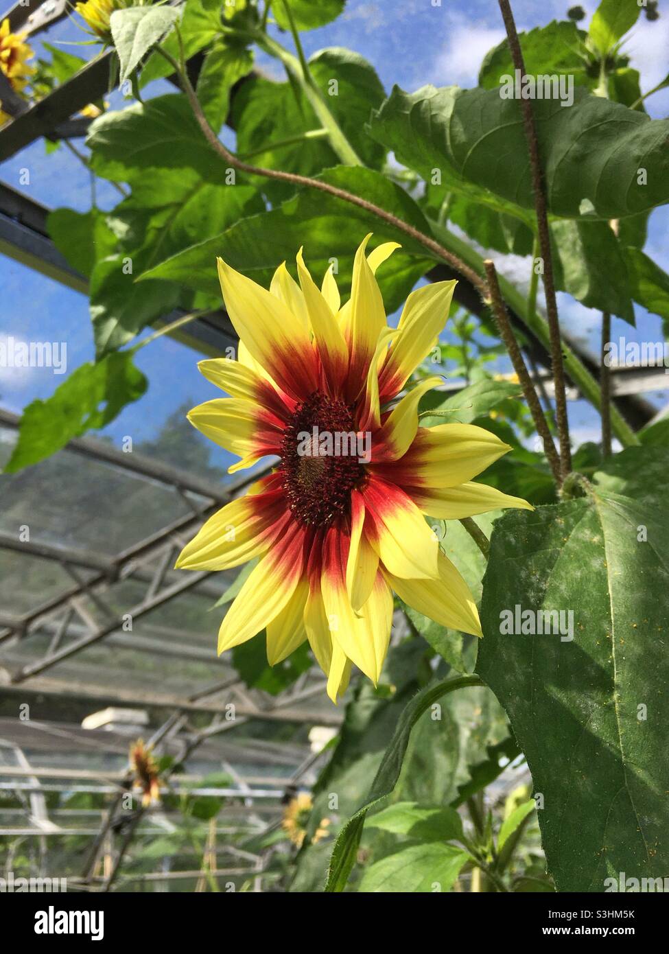 Una varietà di girasole senza polline che cresce all'interno di una serra. Il girasole farà un attraente fiore tagliato per le persone che soffrono di allergie polline Foto Stock