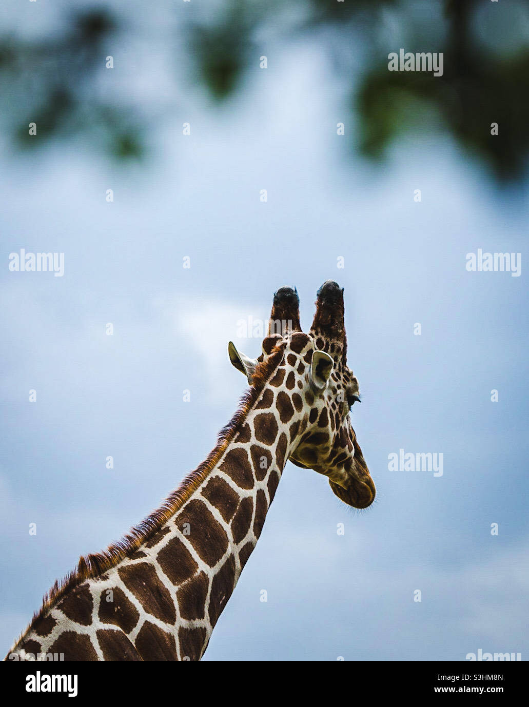 Giraffa Foto Stock