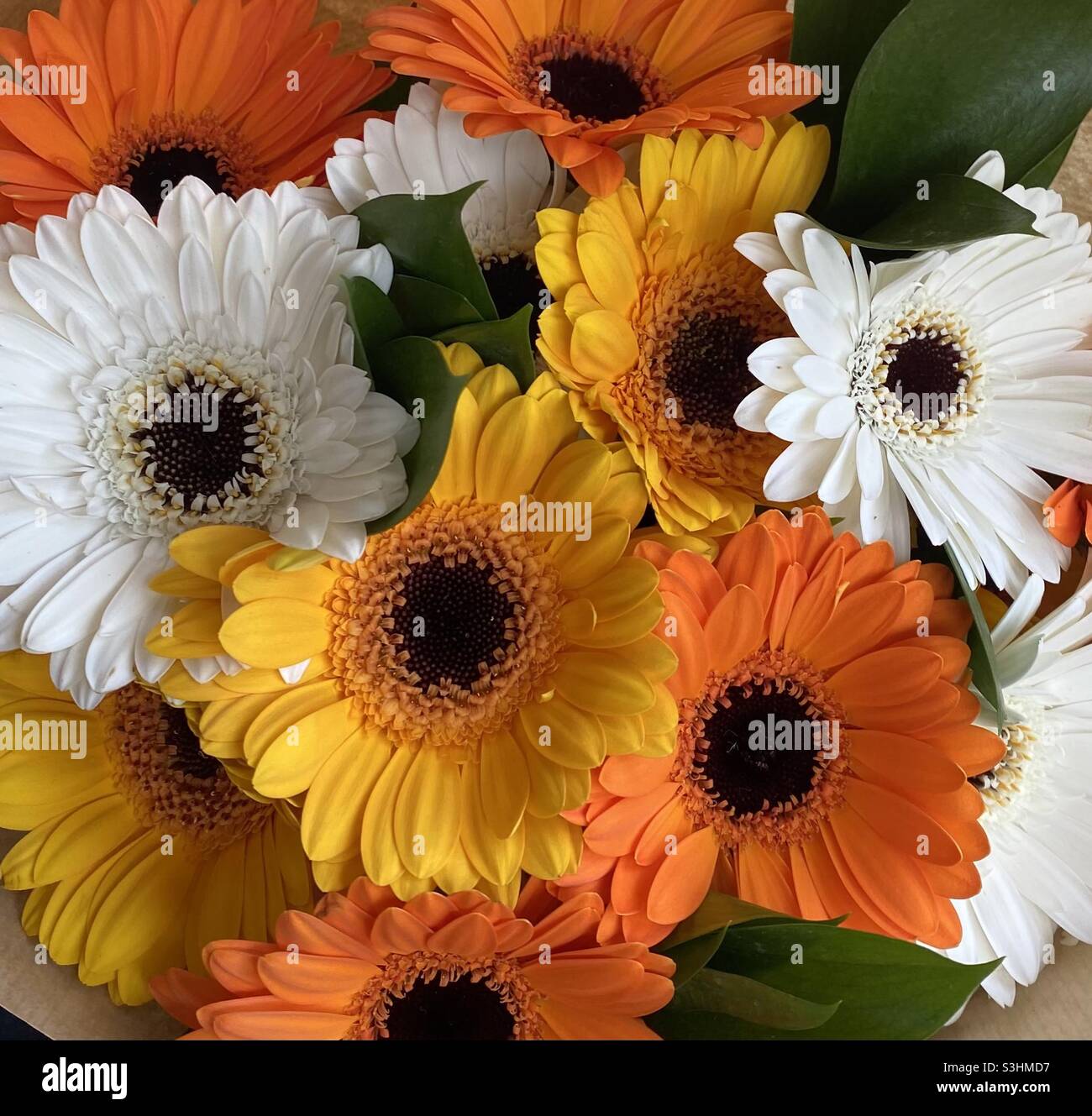 Decorativi fiori secchi e piante in tono di allarme giallo Foto stock -  Alamy