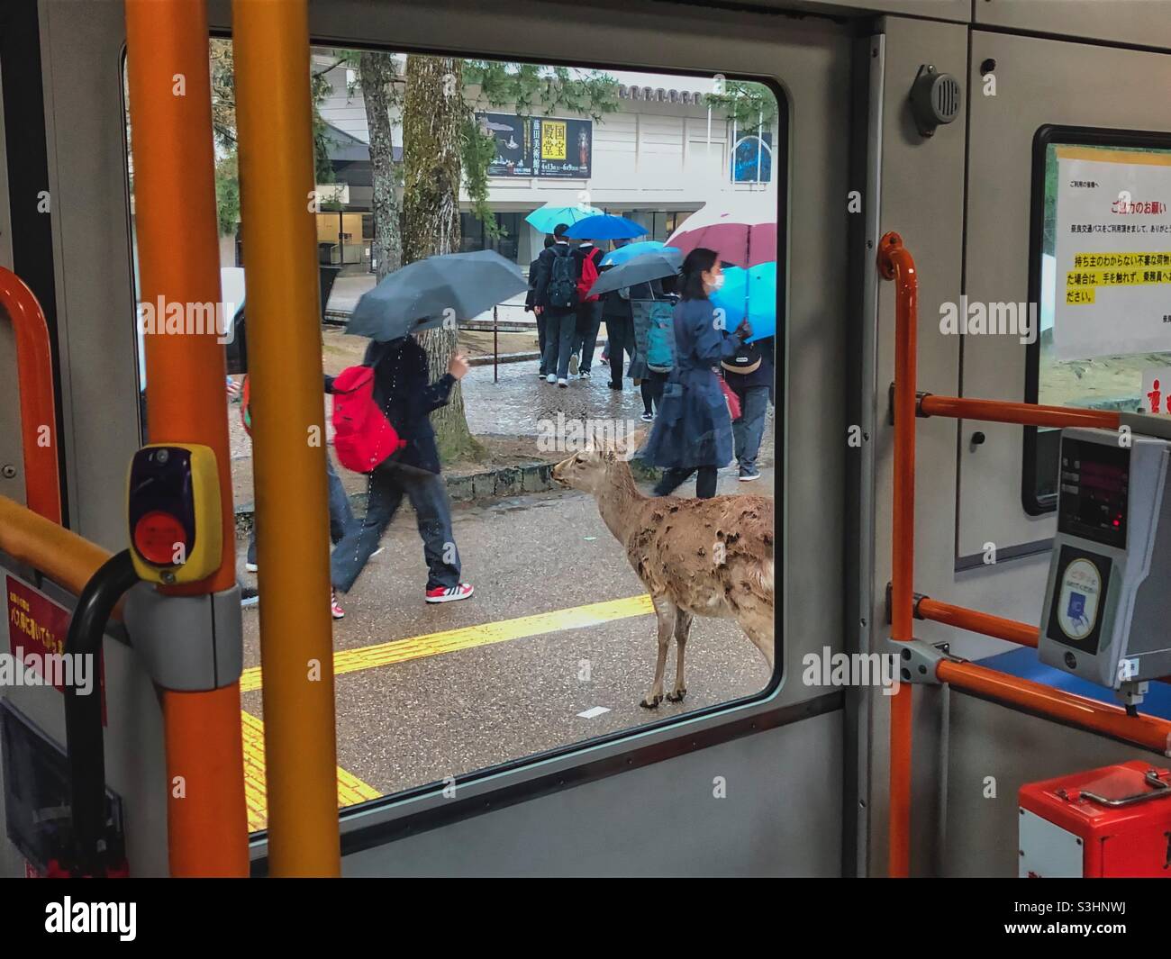 Vista della finestra dell'autobus nel Parco Nara al cervo in piedi e persone che camminano con gli ombrelloni, Giappone. Foto Stock