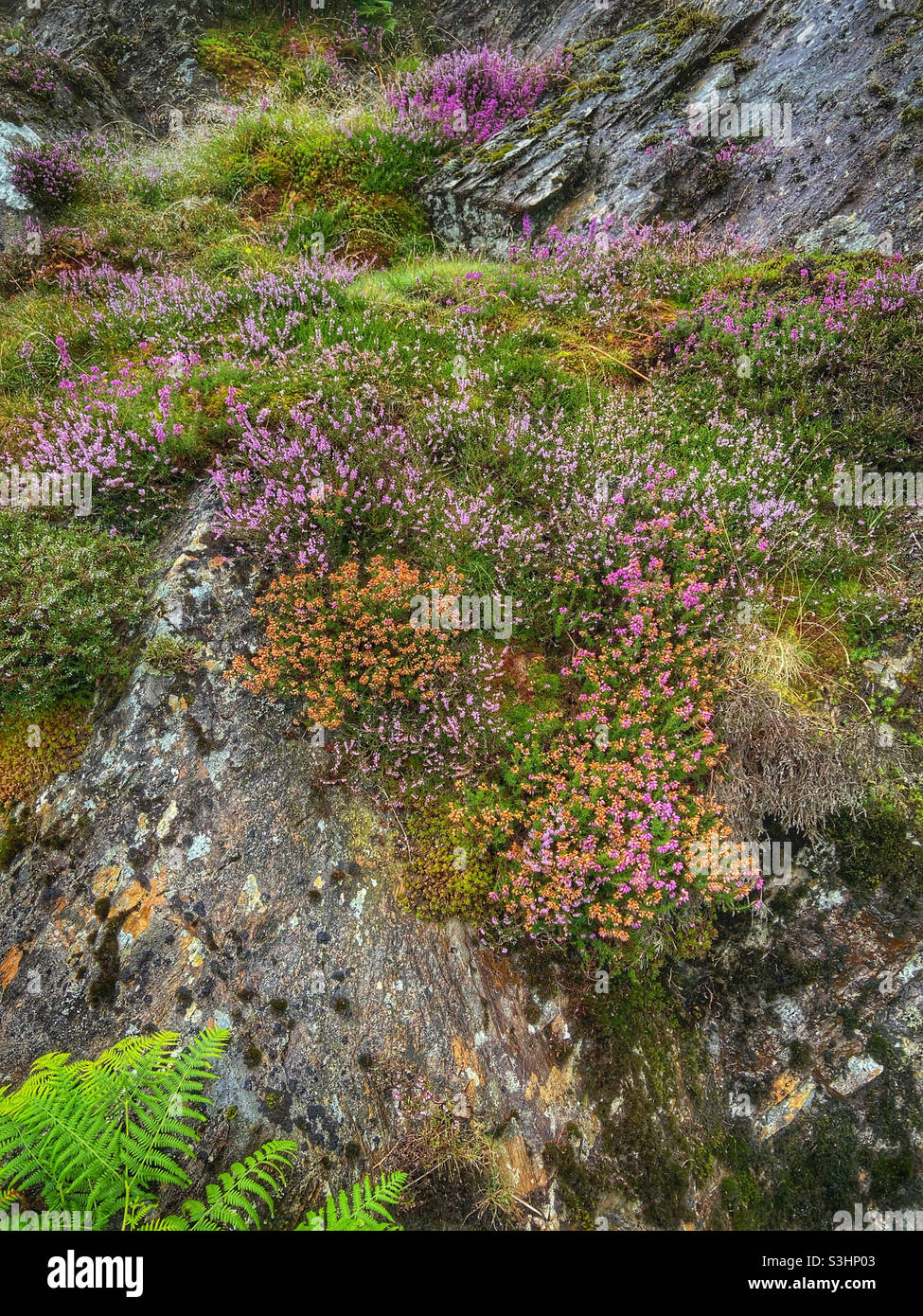 Heathers e felci di Derwentwater vicino a Keswick nel Lake District Foto Stock