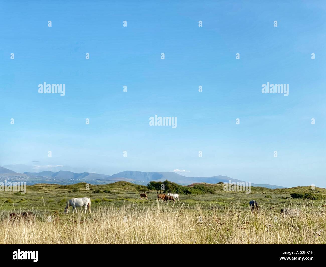 Ponies selvatiche pascolo a Newborough Warren, Anglesey, Galles del nord, Gwynedd, con una vista della catena montuosa di Snowdonia in lontananza Foto Stock