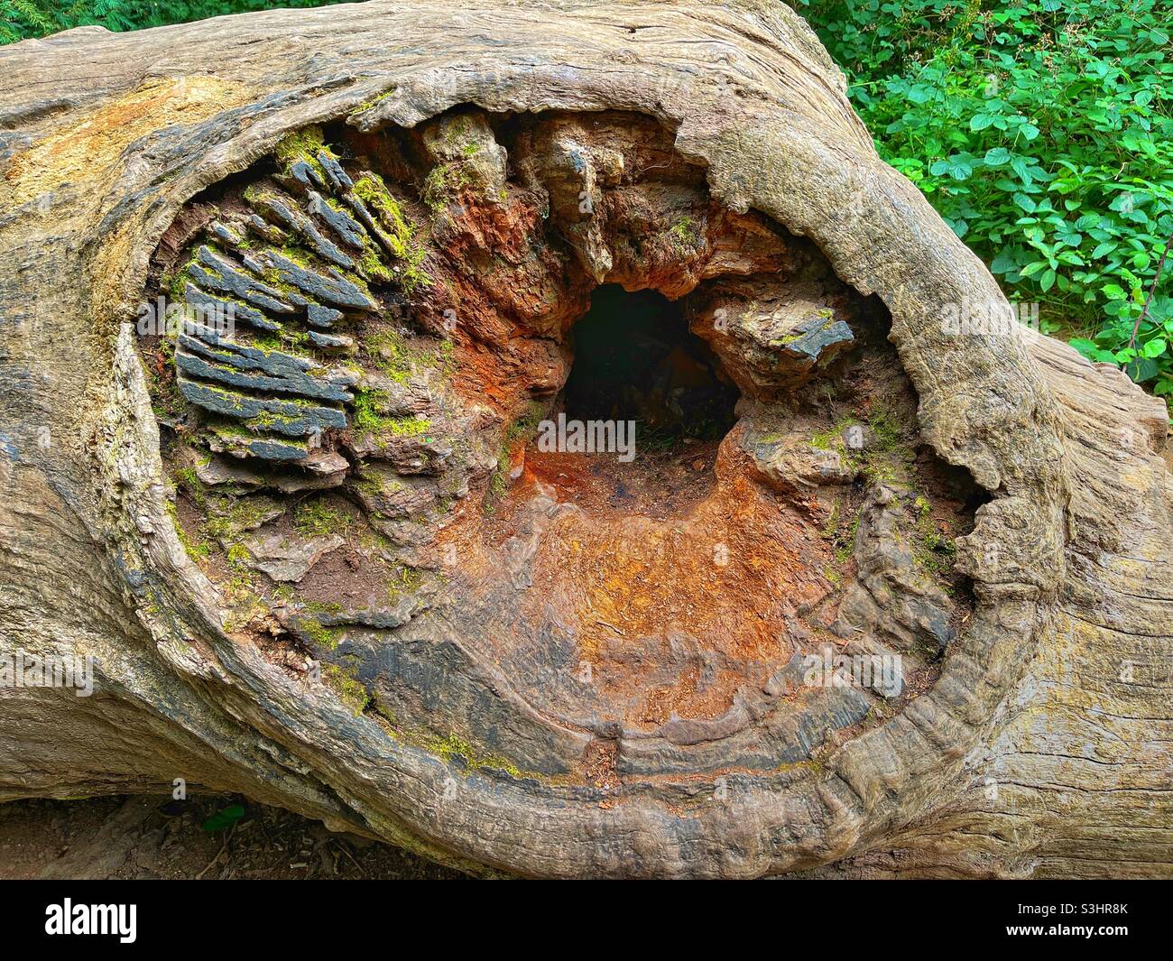 Buco nel tronco intemperiato di un albero caduto dove un ramo grande si è rotto Foto Stock