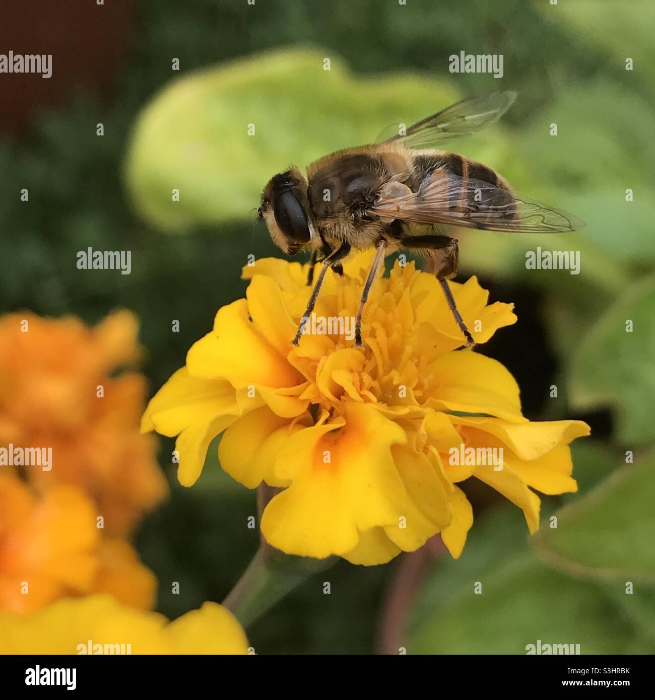 Un drone comune Fly impollinando un fiore di Marigold Foto Stock