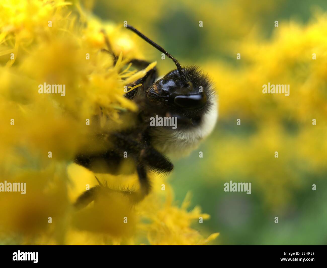 Un bumblebee che gode di un fiore di goldenrod. Foto Stock