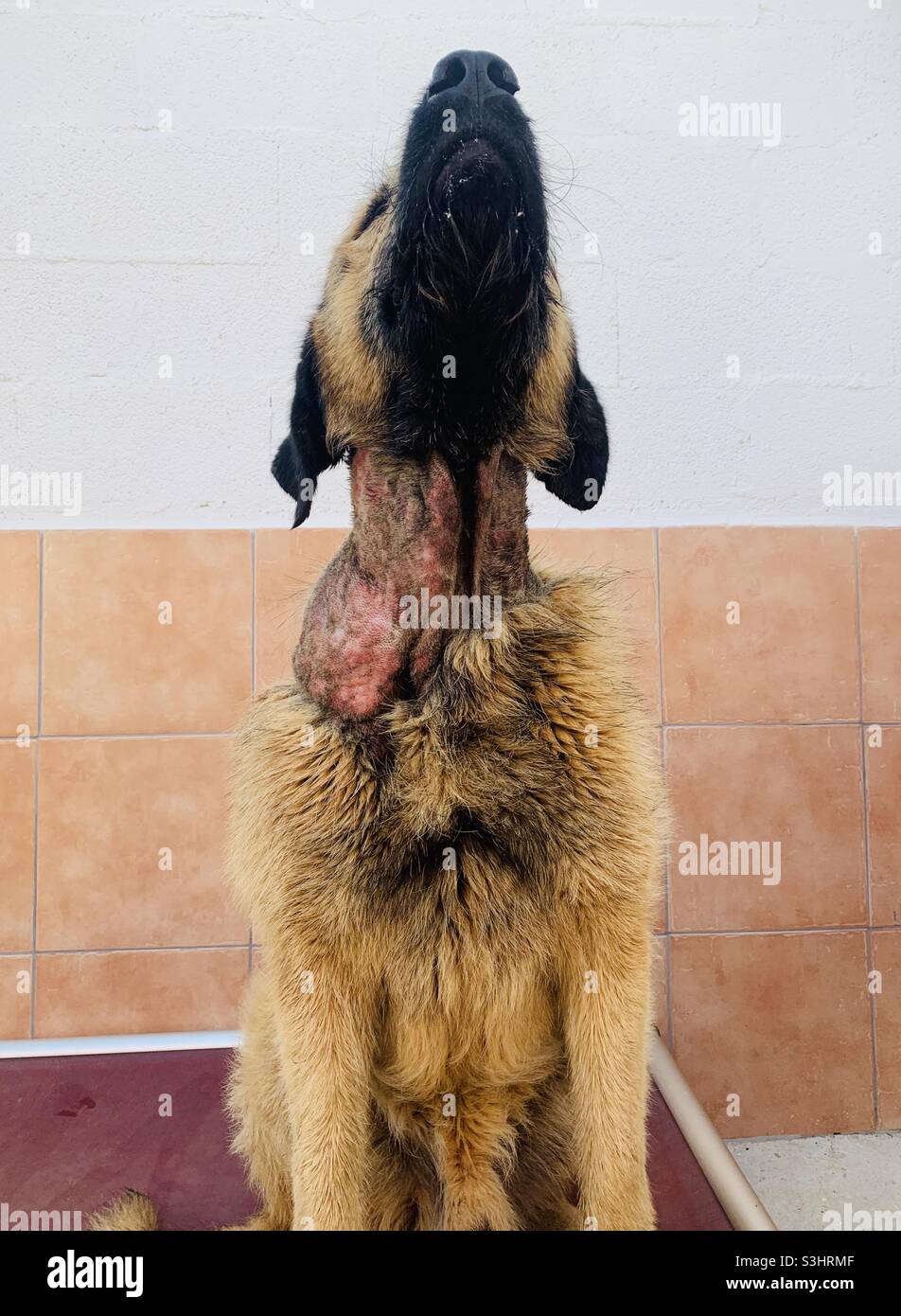 La negligenza del cane conduce a rihab Foto Stock