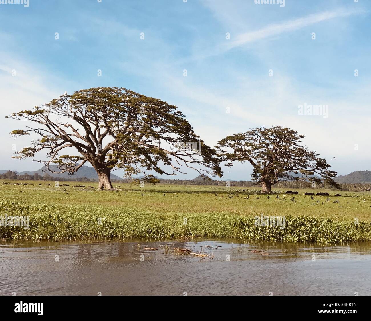 Albero della vita Foto Stock