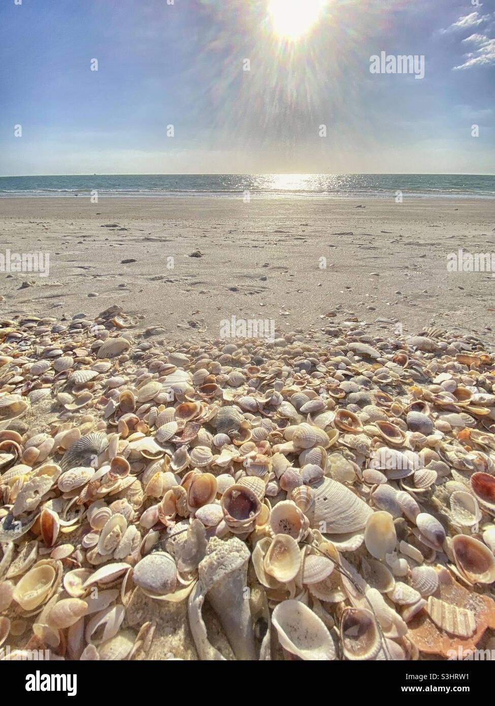 Conchiglie e spiaggia al tramonto sul Golfo del Messico Foto Stock