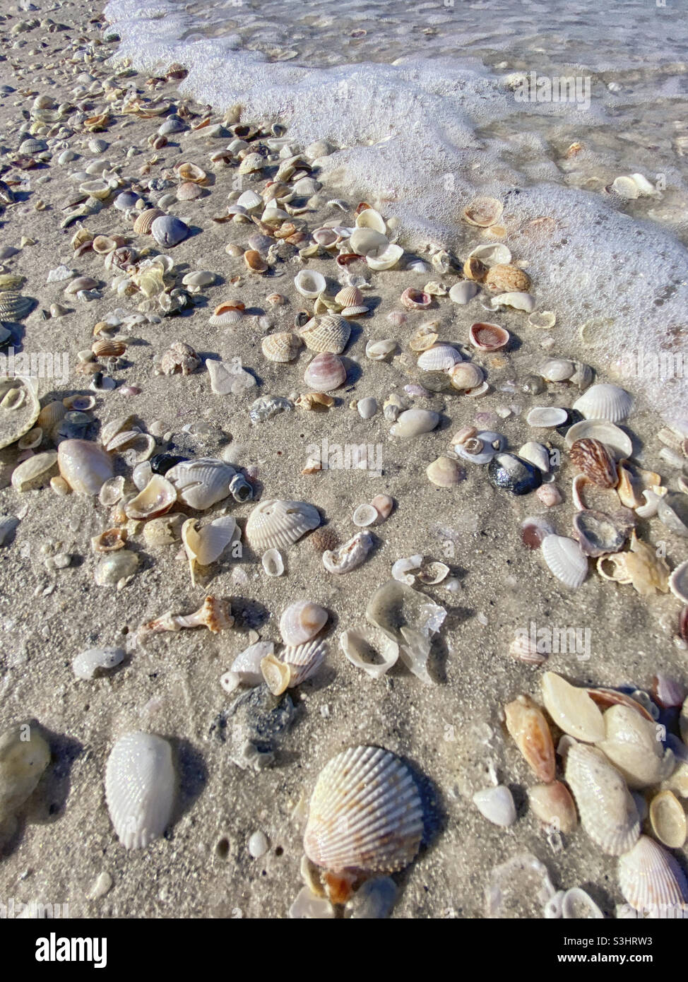 Conchiglie sulla spiaggia Foto Stock