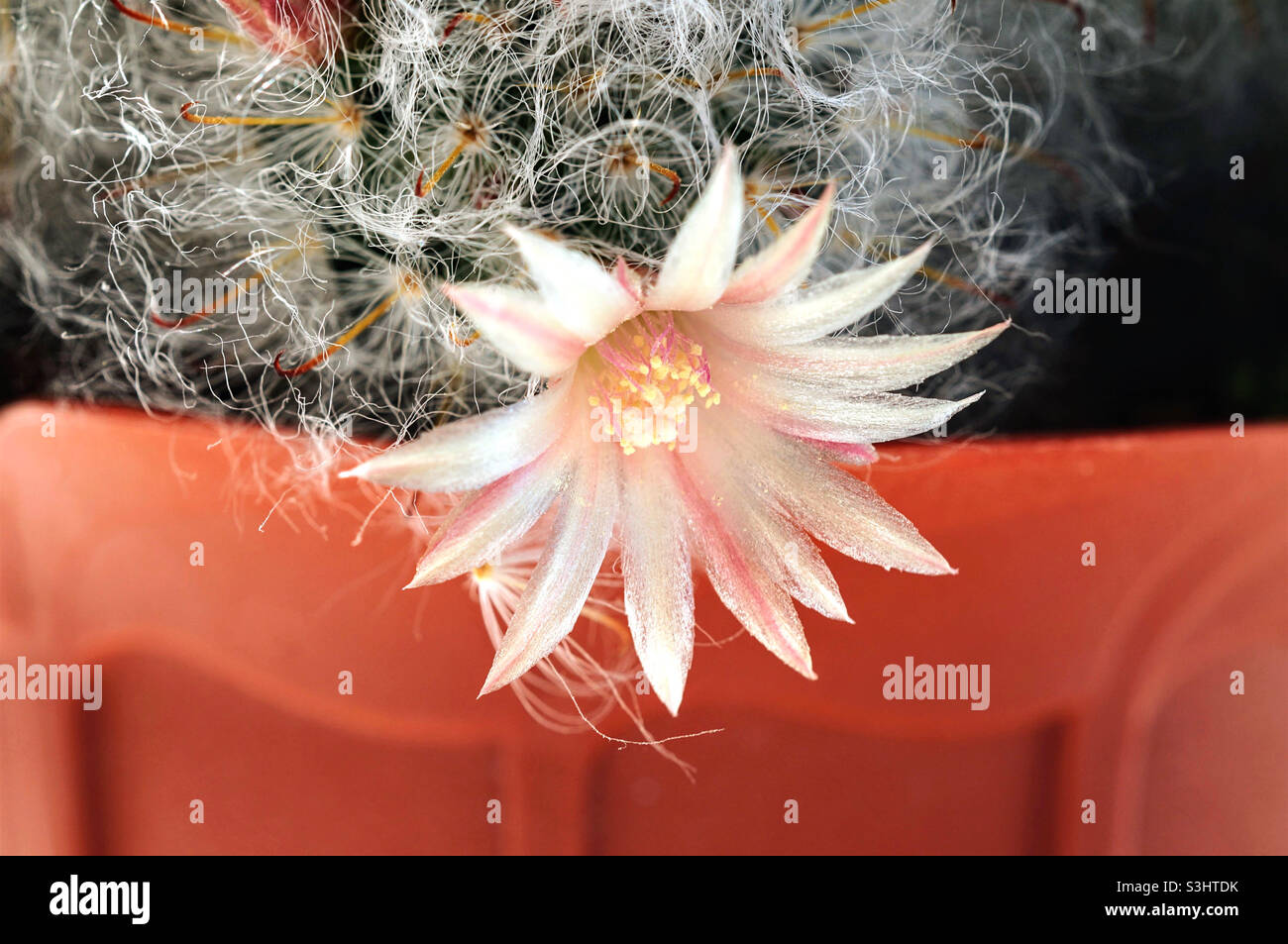 soffice fiore di cactus in primo piano Foto Stock