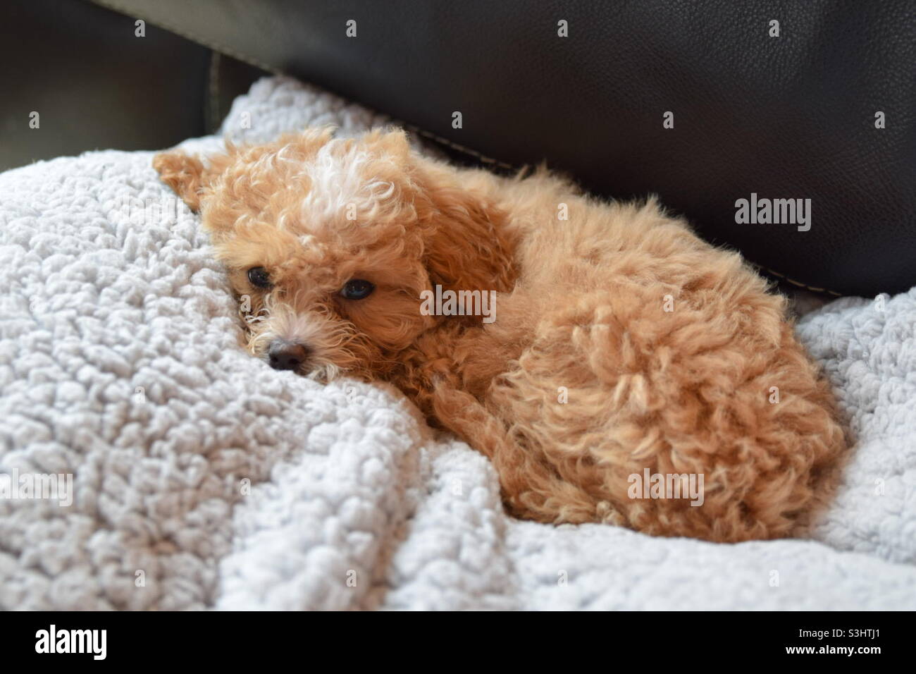 Cuccioli di Maltipoo su un soffice cuscino grigio con sfondo nero. Foto Stock