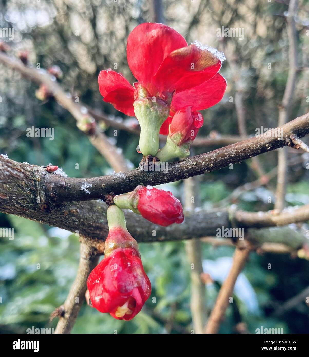 i fiori rossi di un cespuglio ornamentale di mele cotogne sono ricoperti di gelo chiaro - Immagine stock catturata con smartphone