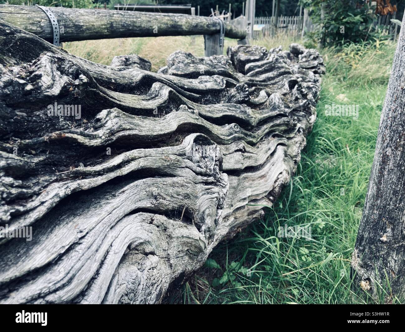 tronco di albero grigio con intemperie e profonde scanalature giacenti in erba verde - Immagine stock catturata con smartphone