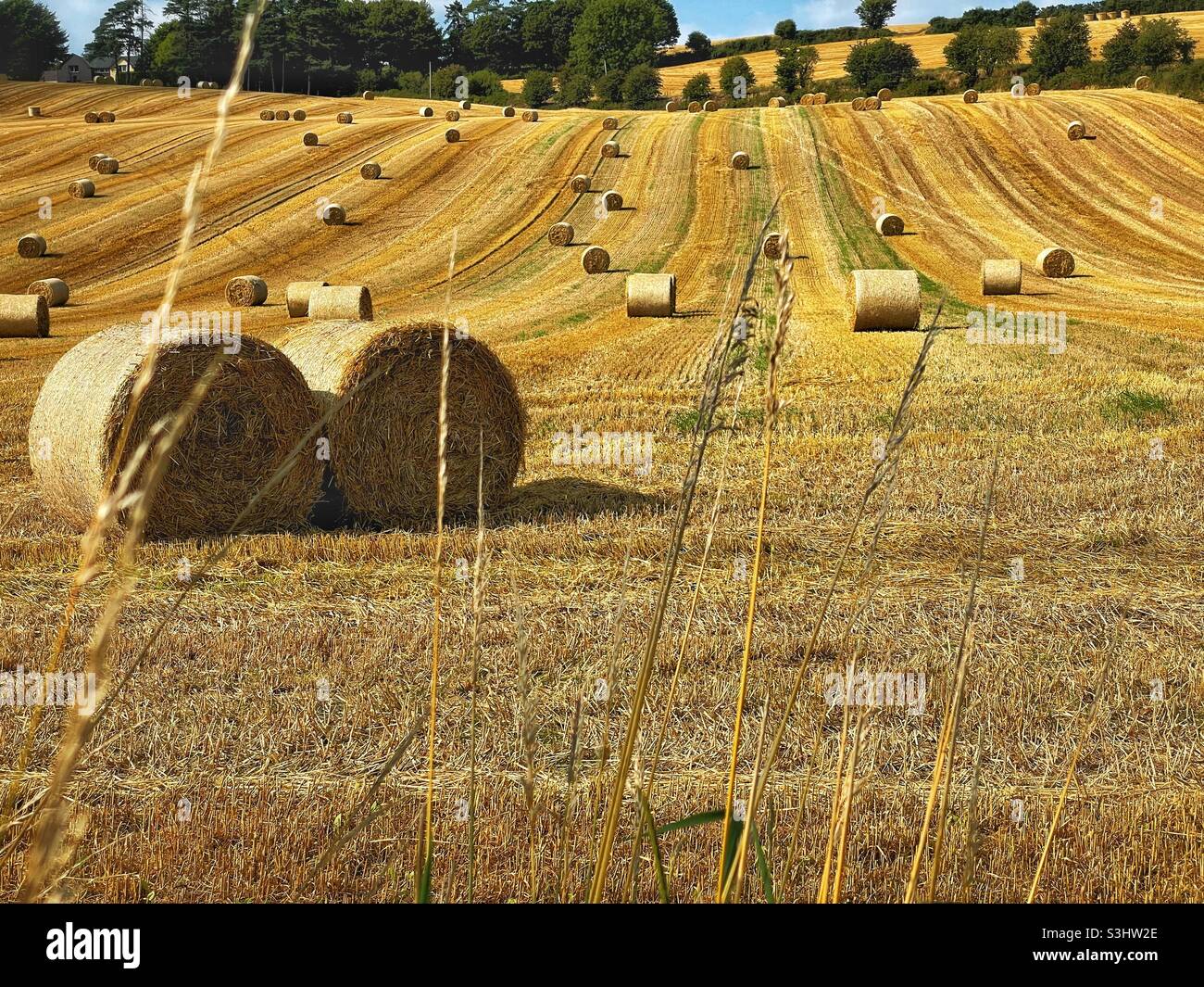 Balle di fieno in un campo, agosto. Foto Stock