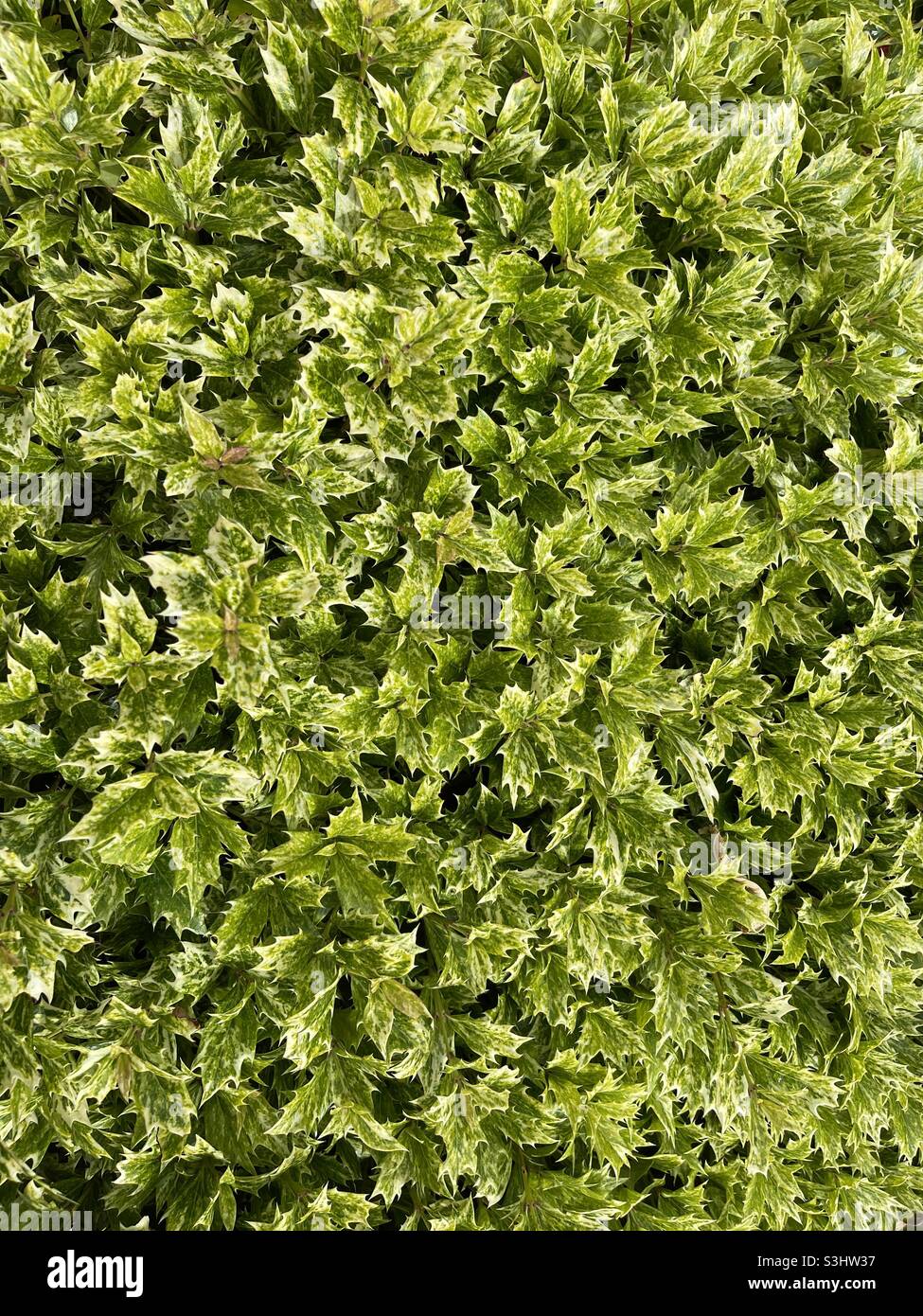 Siepe denso di edera variegata Foto Stock