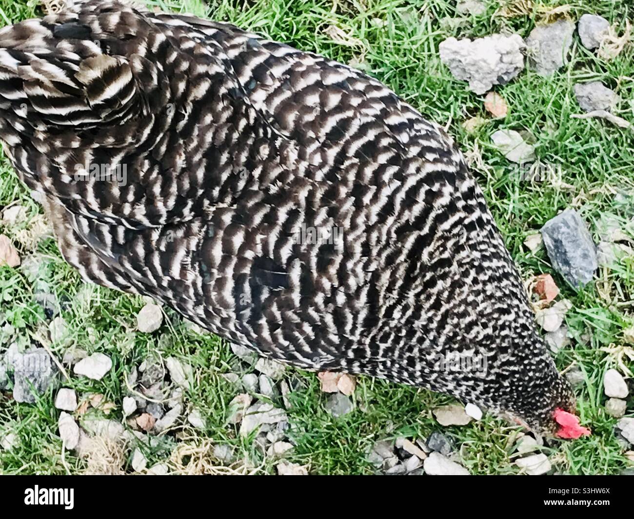 Primo piano di modelli di piume di pollo Foto Stock