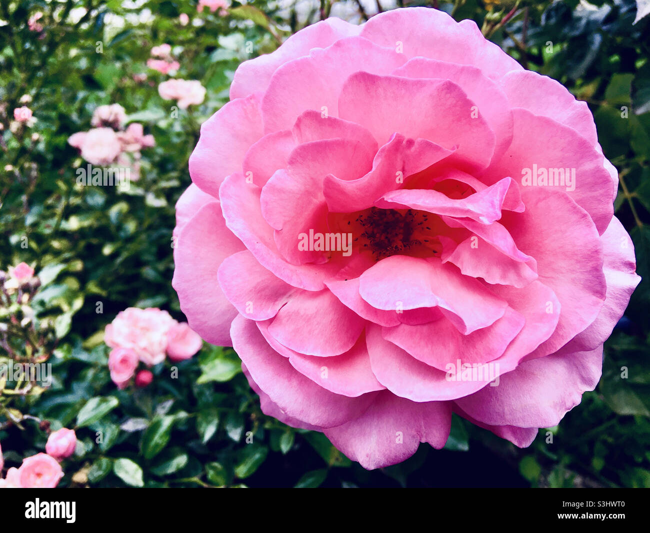 Primo piano di rosa rosa rosa rosa rosa rosa rosa rosa rosa chinensis fiore testa in estate Foto Stock