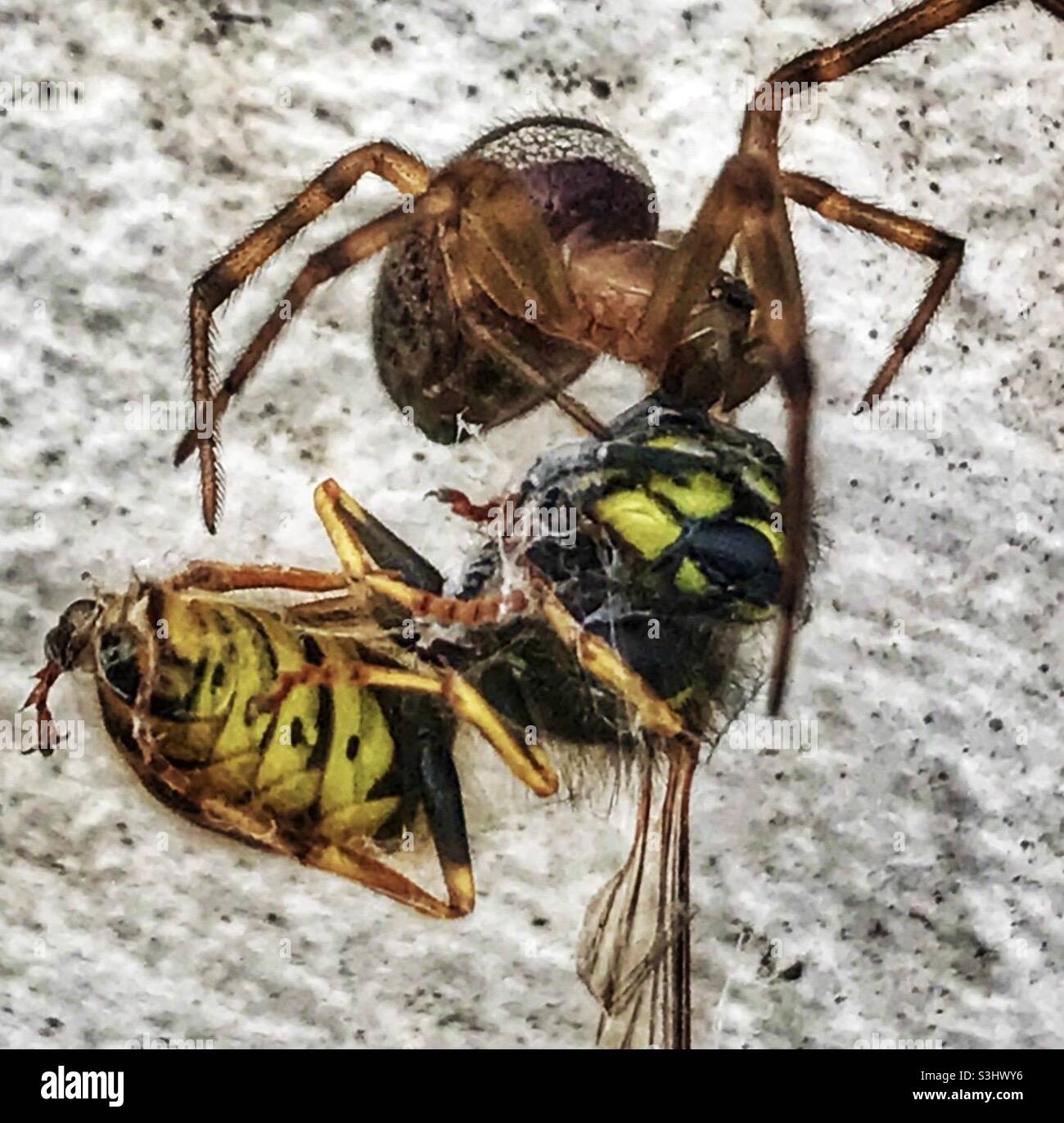 Un ragno Falso Widow che conooning una vespa catturata. Foto Stock