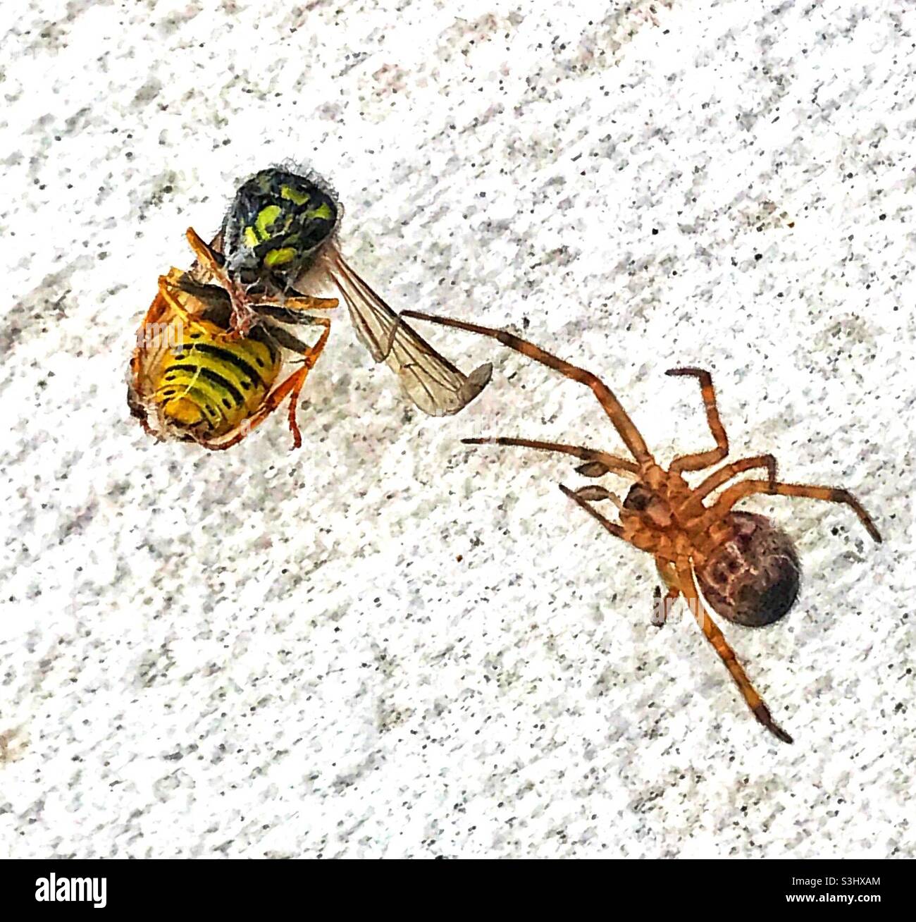 Un Falso ragno vedova che si avvicina a una sfortunata vespa che ha intrappolato. Foto Stock