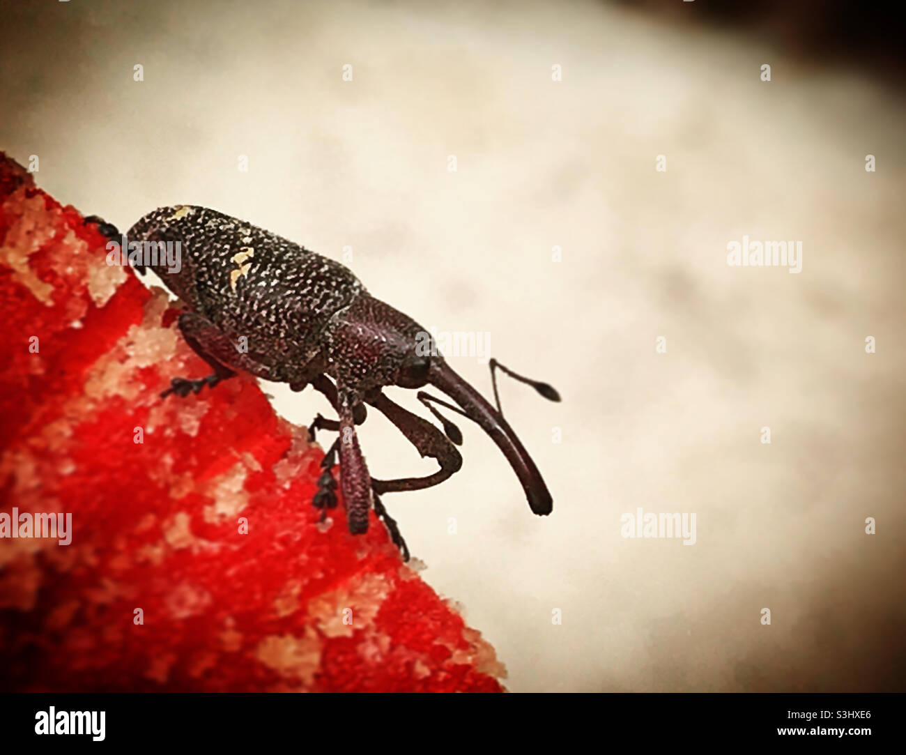 Un scarabeo cornuto cammina in un cartapetto rosso in Messico Foto Stock