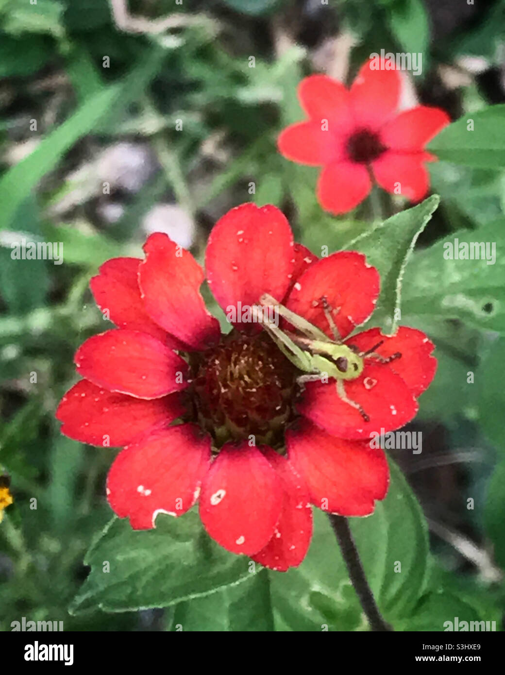 Una cavalletta verde si trova su un fiore rosso in una foresta in Messico - Immagine stock catturata con smartphone