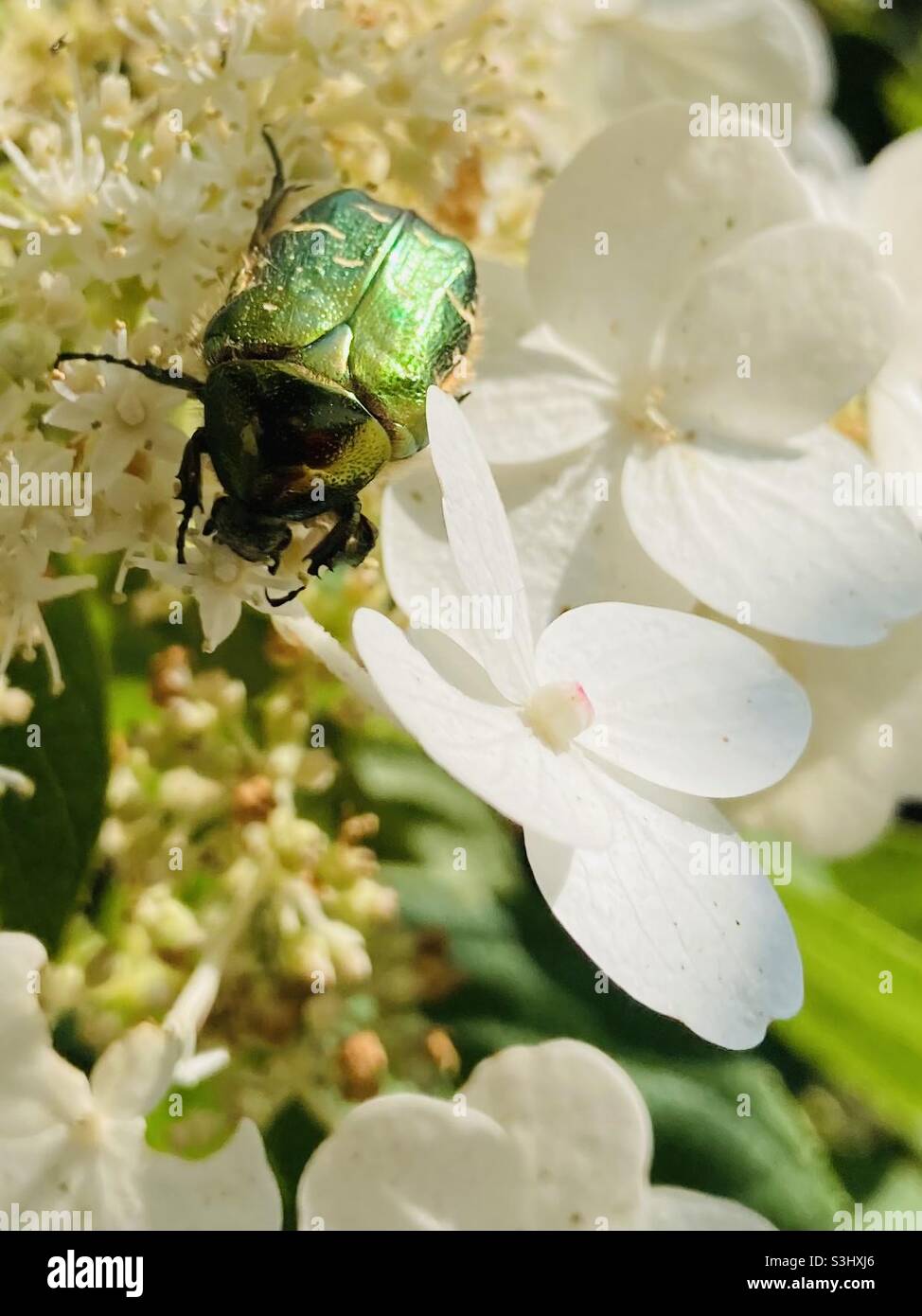 coleottero di rosa dorata su un ombelico fiorito Foto Stock