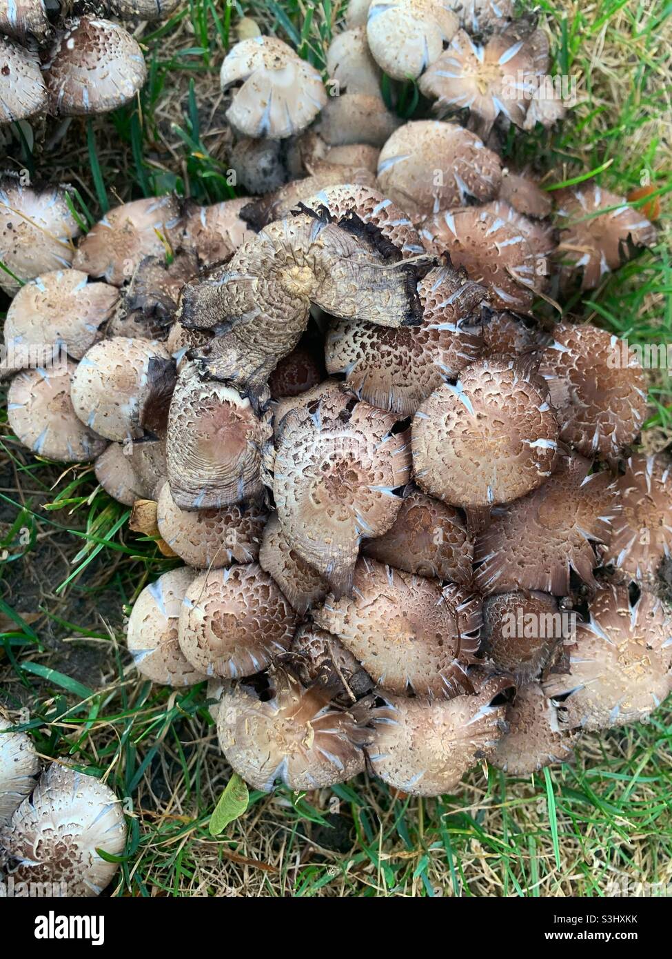 Mazzo di funghi e funghi locali cappellino di inchiostro che crescono sul prato anteriore. Foto Stock